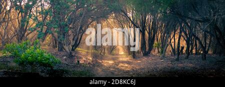 Une figure solitaire qui s'étend le long d'une piste de Bush australienne, la lumière du soir filant à travers un bosquet de Leptospermum laevigatum, un arbre de thé de la côte, un arbre indigène Banque D'Images