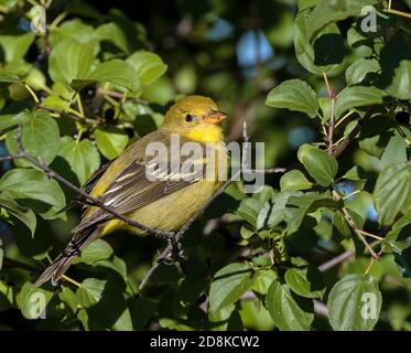 Un tanager de l'Ouest repose au milieu de feuilles vertes dans le Wyoming. Banque D'Images