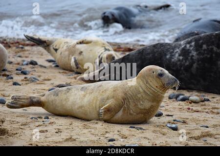 Les phoques et les petits gris se pondent sur le sable à Horsey Gap, Norfolk, Angleterre. Un jeune joint jaune sablonneux au premier plan avec tête relevée. Banque D'Images