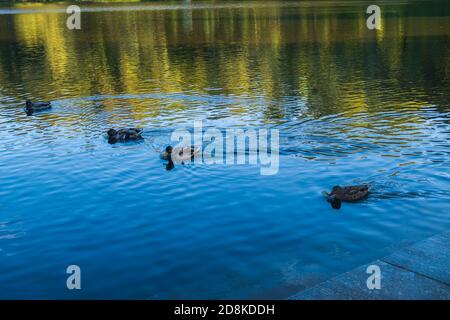 Les canards de l'étang nagent au-delà. Banque D'Images