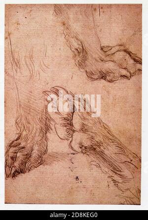 Léonard de Vinci. Trois études sur les pattes d'un loup. 1490-1495. Metalpoint sur papier couché avec une préparation rosée. Banque D'Images