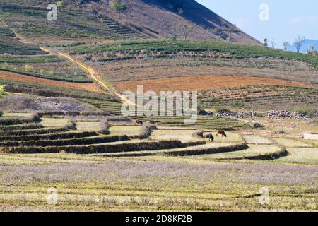 Beau paysage dans le plateau de MOC Chau, Vietnam Banque D'Images