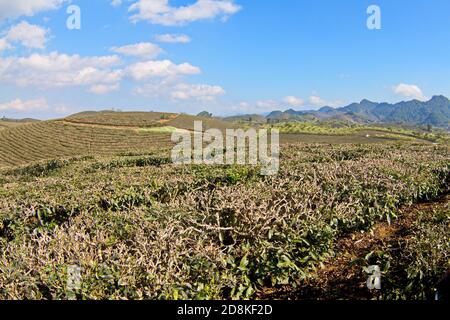 Beau paysage dans le plateau de MOC Chau, Vietnam Banque D'Images