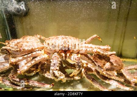 Le crabe araignée vivant dans l'aquarium dans le restaurant pour dîner Banque D'Images