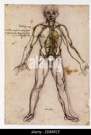 Léonard de Vinci. Figure anatomique montrant le cœur , le foie et les principaux vaisseaux sanguins. 1488-1490. Lavages de couleur stylo et encre sur craie noire Banque D'Images