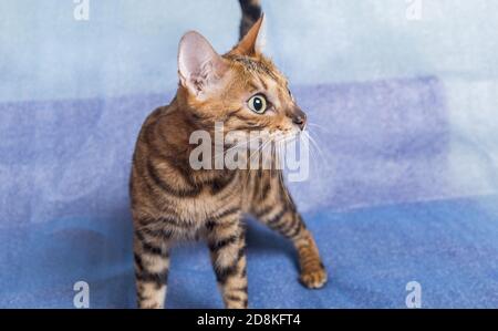 Jeune chatte bengale ludique s'amusant sur fond bleu Banque D'Images