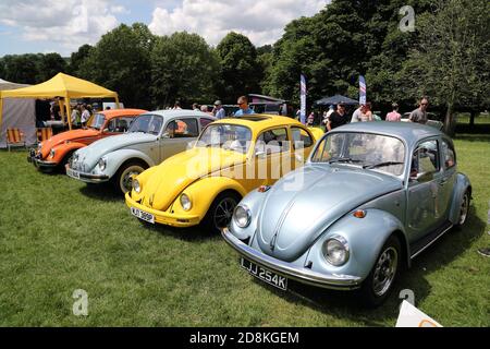 Une gamme de coléoptères VW lors du rassemblement annuel des propriétaires de Volkswagen à Stonor Park, Oxfordshire, Royaume-Uni Banque D'Images