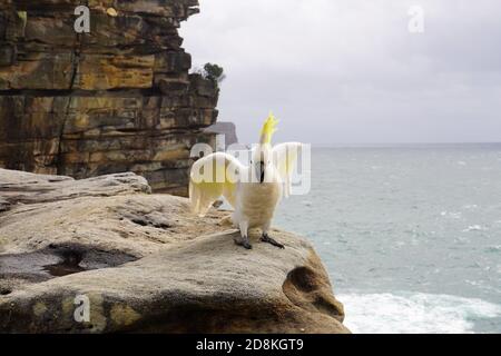 Cockatoo avec attitude sur une falaise au bord de la mer Banque D'Images