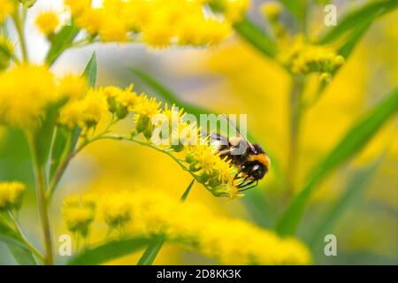 Le bourdon recueille le nectar de la fleur jaune. Bumblebee et fleurs jaunes.UNE abeille occupée buvant le nectar de la fleur. Mise au point sélective. Banque D'Images