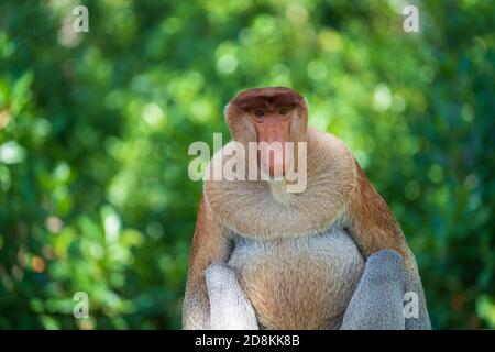 Famille de singes sauvages Proboscis ou Nasalis larvatus, dans la forêt tropicale de l'île de Bornéo, Malaisie, gros plan. Singe incroyable avec un gros nez. Banque D'Images