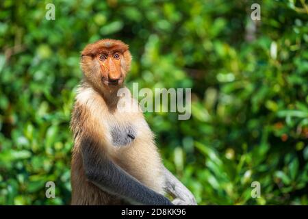 Famille de singes sauvages Proboscis ou Nasalis larvatus, dans la forêt tropicale de l'île de Bornéo, Malaisie, gros plan. Singe incroyable avec un gros nez. Banque D'Images