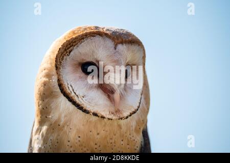 OWL à barbe commune Tyto alba gros plan Portrait du Tête et visage Banque D'Images