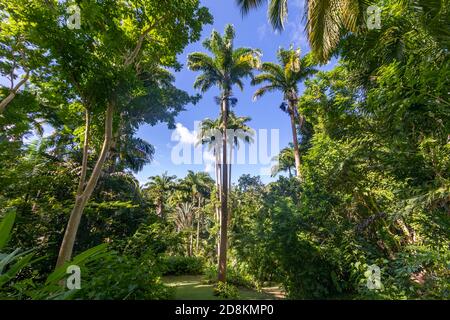 Jardin botanique de la Forêt des fleurs, Barbade, Antilles Banque D'Images