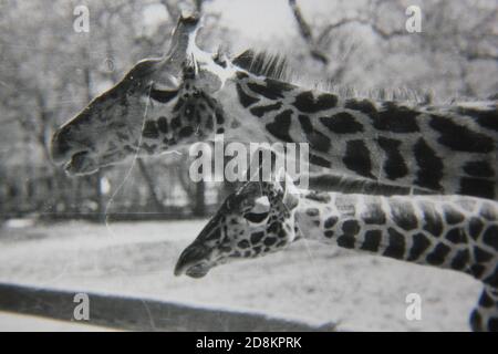 Belle photo d'une girafe amicale en noir et blanc d'époque des années 1970. Banque D'Images