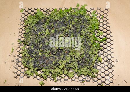 Les larves de vers à soie de 2 ans se nourrissent de feuilles de mûrier vertes. Dans un grand plateau en bambou Banque D'Images