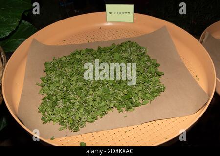 Les larves de vers à soie de 3 ans se nourrissent de feuilles de mûrier vertes. Dans un grand plateau en bambou Banque D'Images