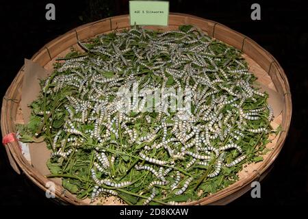 Les larves de vers à soie de 5 ans se nourrissent de feuilles de mûrier vertes. Dans un grand plateau en bambou Banque D'Images