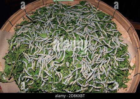 Les larves de vers à soie de 5 ans se nourrissent de feuilles de mûrier vertes. Dans un grand plateau en bambou Banque D'Images