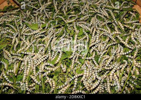 Les larves de vers à soie de 5 ans se nourrissent de feuilles de mûrier vertes. Dans un grand plateau en bambou Banque D'Images