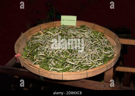 Les larves de vers à soie de 5 ans se nourrissent de feuilles de mûrier vertes. Dans un grand plateau en bambou Banque D'Images