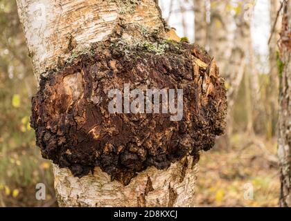 photo de la chaga aux champignons médicinaux en gros plan sur un bouleau dans la forêt d'automne. Banque D'Images