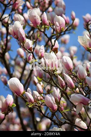 Magnolia grandiflora. Arbre à fleurs printanières Banque D'Images
