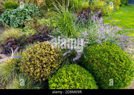 Jardin privé paysagé en gros plan (fleurs d'été, feuillage coloré, plantes à bordure mixte, balles en boîte, piquet ornemental, pelouse) - Yorkshire, Angleterre Royaume-Uni Banque D'Images