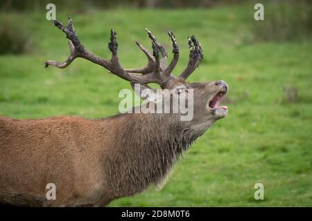 Gros plan de la tête et des épaules d'un cerf rouge qui orne le cerf. C'est pendant la rut et il a de la boue sur ses bois Banque D'Images