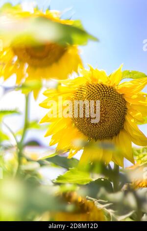 Tournesols sur un ciel bleu clair. Paysage d'un champ de tournesol. Vue sur le champ de tournesol. Fleurs de tournesol en gros plan. Mise au point sélective. Banque D'Images