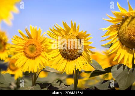 Tournesols sur un ciel bleu clair. Paysage d'un champ de tournesol. Vue sur le champ de tournesol. Fleurs de tournesol en gros plan. Mise au point sélective. Banque D'Images