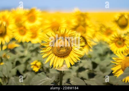 Tournesols sur un ciel bleu clair. Paysage d'un champ de tournesol. Vue sur le champ de tournesol. Fleurs de tournesol en gros plan. Mise au point sélective. Banque D'Images