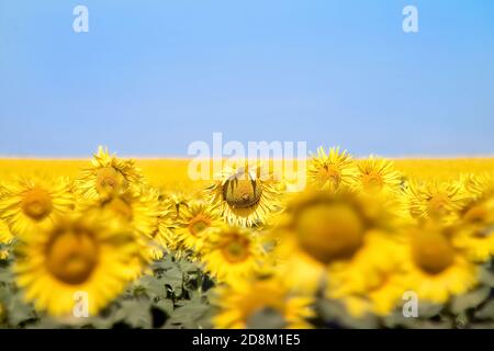 Tournesols sur un ciel bleu clair. Paysage d'un champ de tournesol. Vue sur le champ de tournesol. Fleurs de tournesol en gros plan. Mise au point sélective. Banque D'Images