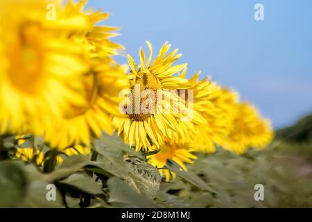 Tournesols sur un ciel bleu clair. Paysage d'un champ de tournesol. Vue sur le champ de tournesol. Fleurs de tournesol en gros plan. Mise au point sélective. Banque D'Images