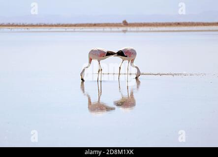 Paire de magnifiques Flamingos paître dans la lagune de Chasa, partie de Salar de Atacama Salt Flat dans la région d'Antofagasta, au nord du Chili Banque D'Images