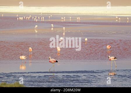 Troupeau de Flamingos paissant sur Laguna Colorada ou la lagune Rouge, le lac de sel dans l'Altiplano bolivien, département de Potosi, Bolivie Banque D'Images