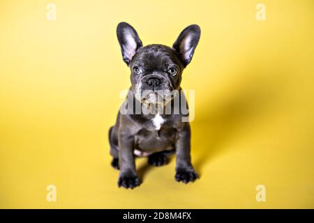 Chiot bulldog français noir sur fond jaune Banque D'Images