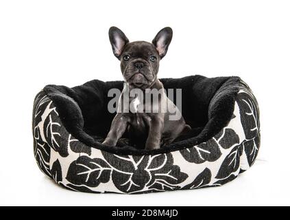 Chien de taureau français noir chiot sur fond blanc couché panier Banque D'Images