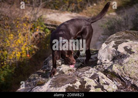 Chocolate labrador chiot de 8 mois lors d'une promenade en automne. Banque D'Images