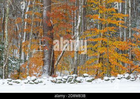 Rare début de neige et feuillage d'automne en octobre, Kensington, New Hampshire, New England, USA Banque D'Images