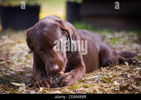 Chocolat labrador chiot de 8 mois mâchant un os le jour de l'automne. Banque D'Images