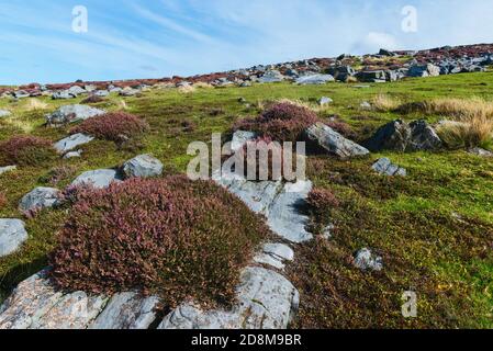 Landes rudes avec de grands rochers, y compris des cuirs sauvages fleuris dans le parc national des Moors de North York en été près de Goathland, Yorkshire, Royaume-Uni. Banque D'Images