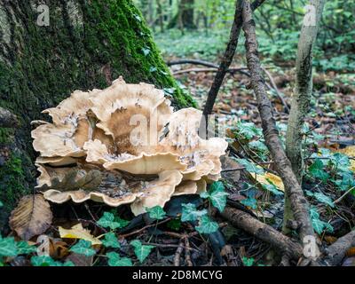Grifola frondosa également connue sous le nom de poule des bois poussant à la base d'un arbre dans la forêt. Grifola frondosa est un champignon polypore Banque D'Images