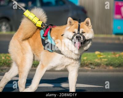 Chien japonais akita avec un museau (garde-bouche) et laisse marchant dans le parc. Banque D'Images