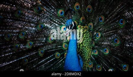 Portrait de beau paon avec plumes. Paon mâle avec plumes étendues Banque D'Images