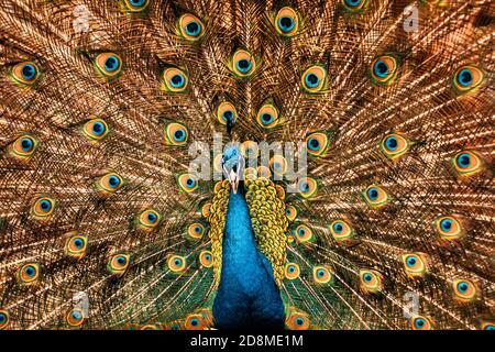 Portrait de beau paon avec plumes. Paon mâle avec plumes étendues Banque D'Images