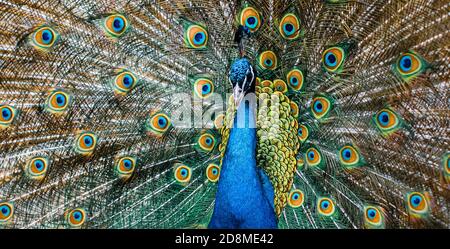 Portrait de beau paon avec plumes. Paon mâle avec plumes étendues Banque D'Images