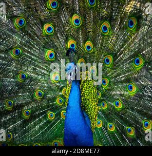 Portrait de belles plumes de paon avec Banque D'Images