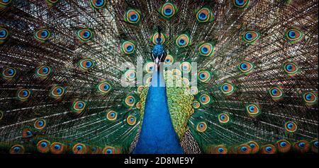 Portrait de beau paon avec plumes. Paon mâle avec plumes étendues Banque D'Images