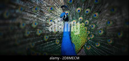 Portrait de beau paon avec plumes. Paon mâle avec plumes étendues Banque D'Images