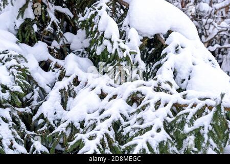 Sapin recouvert de neige en hiver dans le village de campagne. Hiver enneigé Banque D'Images